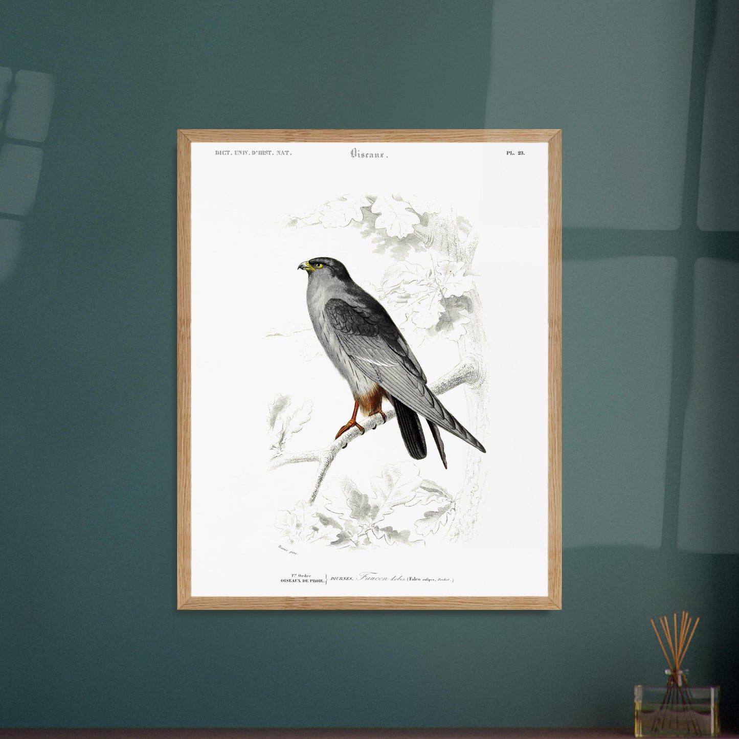 Planche naturaliste de Faucon Kobez - Charles d'Orbigny. Planche d'illustration naturaliste du Dictionnaire Universel d'Histoire Naturelle de Charles d'Orbigny, montrant un faucon, identifié comme "Faucon Kobez". Image d'illustration 6