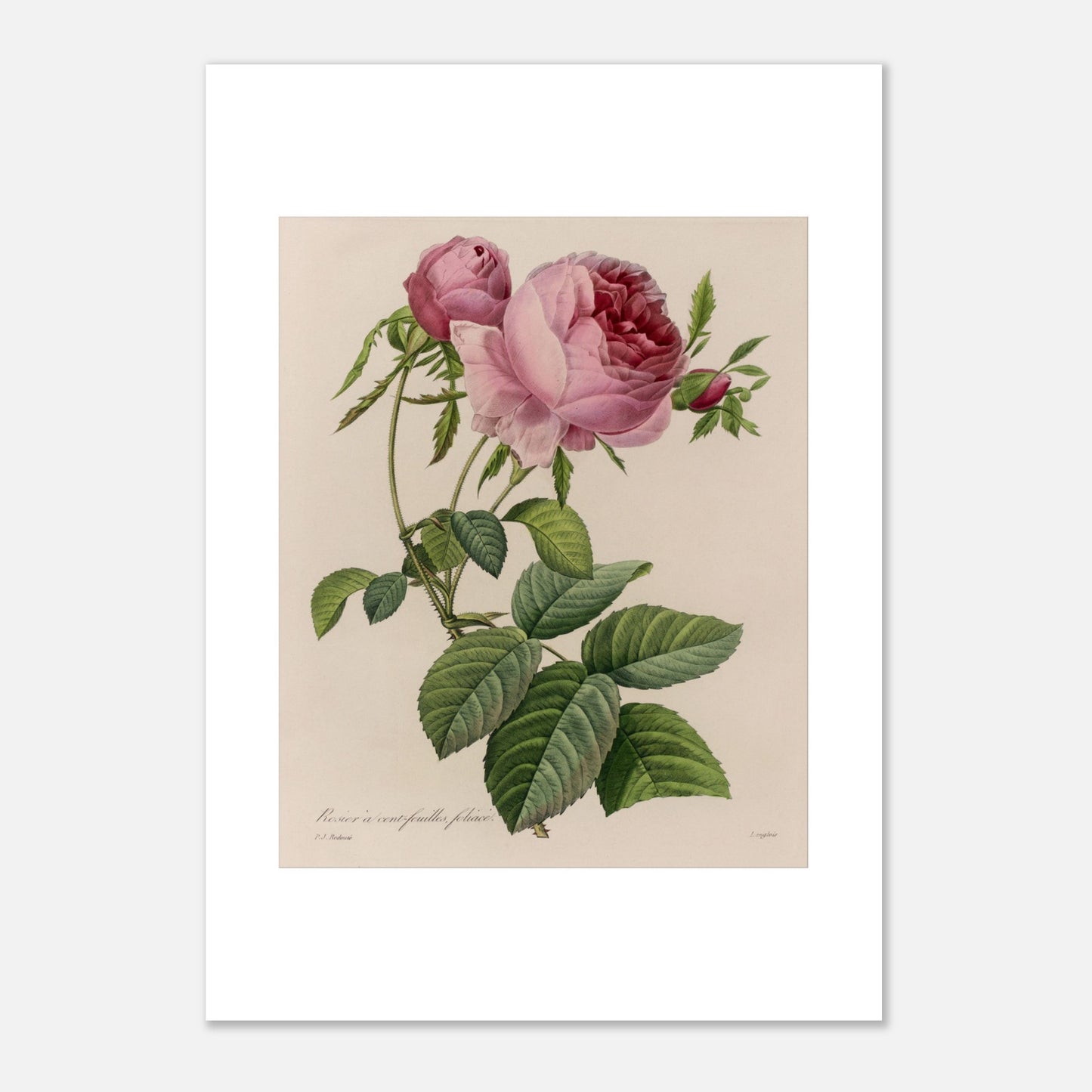 Reproduction planche Rosier à Cent Feuilles Foliacé de Redouté (29,7x42 cm (A3)). Illustration botanique naturaliste ancienne d'un rosier à cent feuilles par Pierre-Joseph Redouté, représentant une tige avec une grande fleur rose ouverte et des boutons.