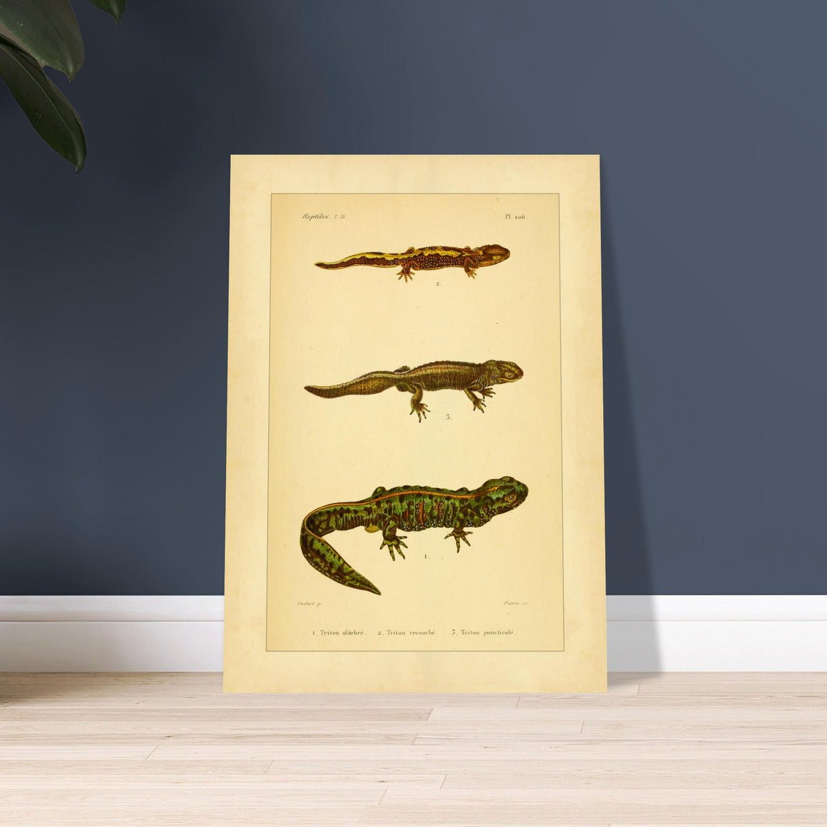 Newts Reproduction: Marbled, Curved and Dotted Newts. Plate of illustrations of three different newts: the marbled newt, the curved newt, and the spotted newt, with views of their heads.