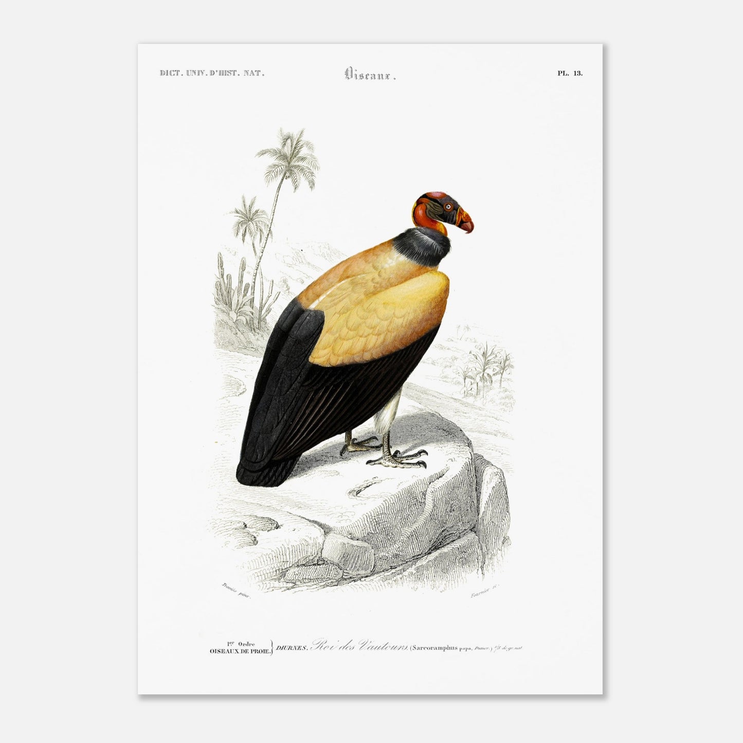 Roi des Vautours - illustration naturaliste du Dictionnaire Universel d'Histoire Naturelle de Charles d'Orbigny - Taille 50x70 cm