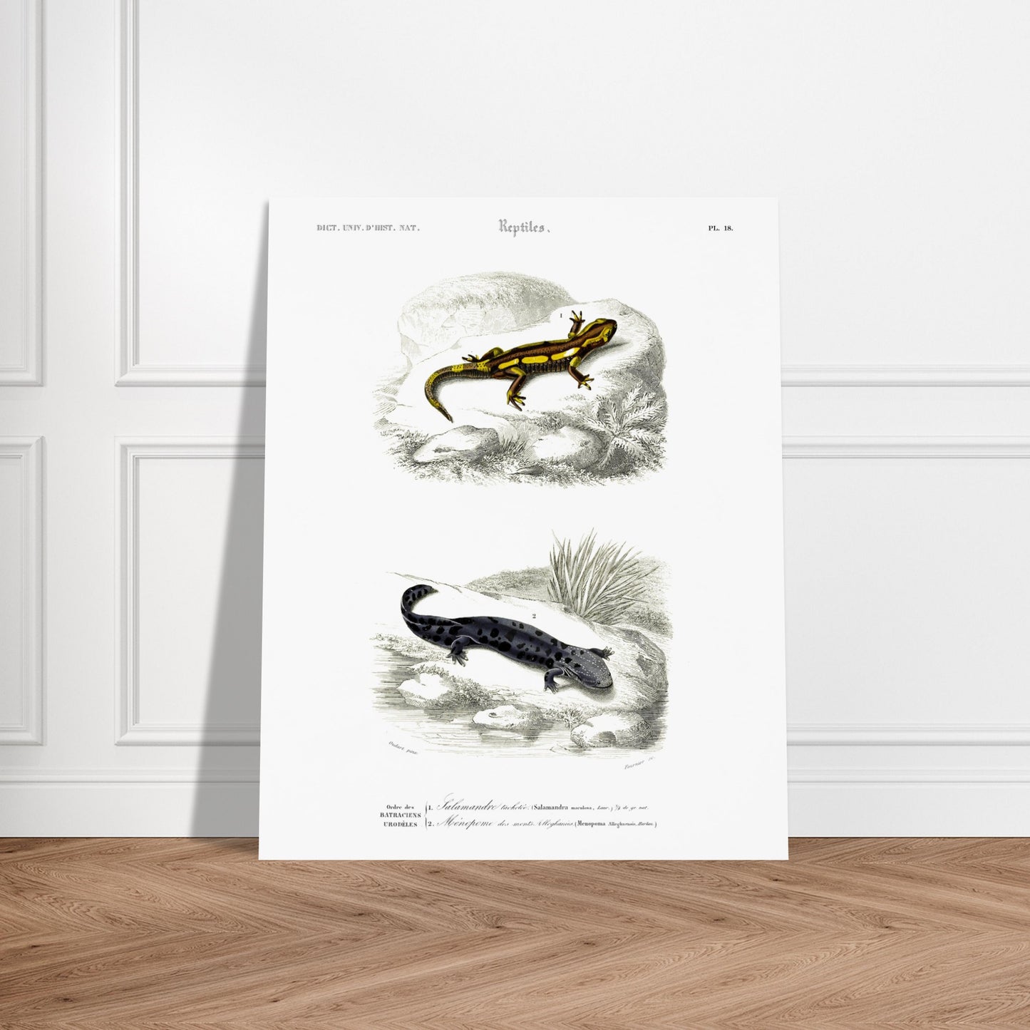 Salamandre tachetée, Ménopome des monts Alléghanys - illustration naturaliste du Dictionnaire Universel d'Histoire Naturelle de Charles d'Orbigny - image 52907772150093