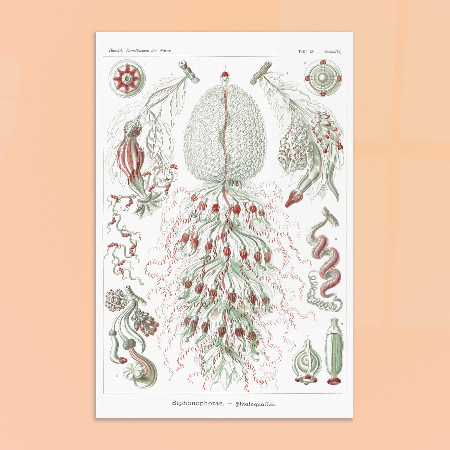 Planche de siphonophores par Ernst Haeckel - Kunstformen der Natur. Estampe scientifique d'Ernst Haeckel illustrant plusieurs formes de siphonophores sur fond blanc. Image d'illustration 8