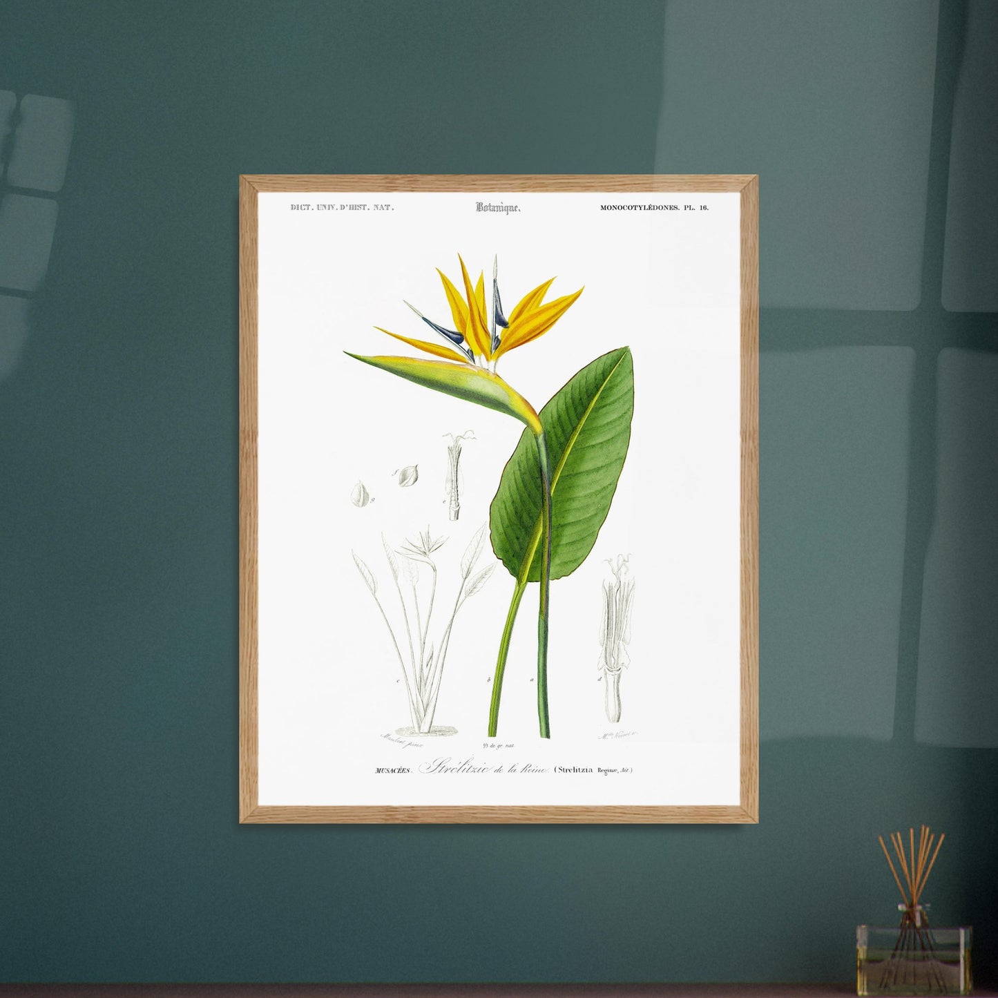 Strelitzie de la reine - illustration naturaliste du Dictionnaire Universel d'Histoire Naturelle de Charles d'Orbigny - image 52907954307405