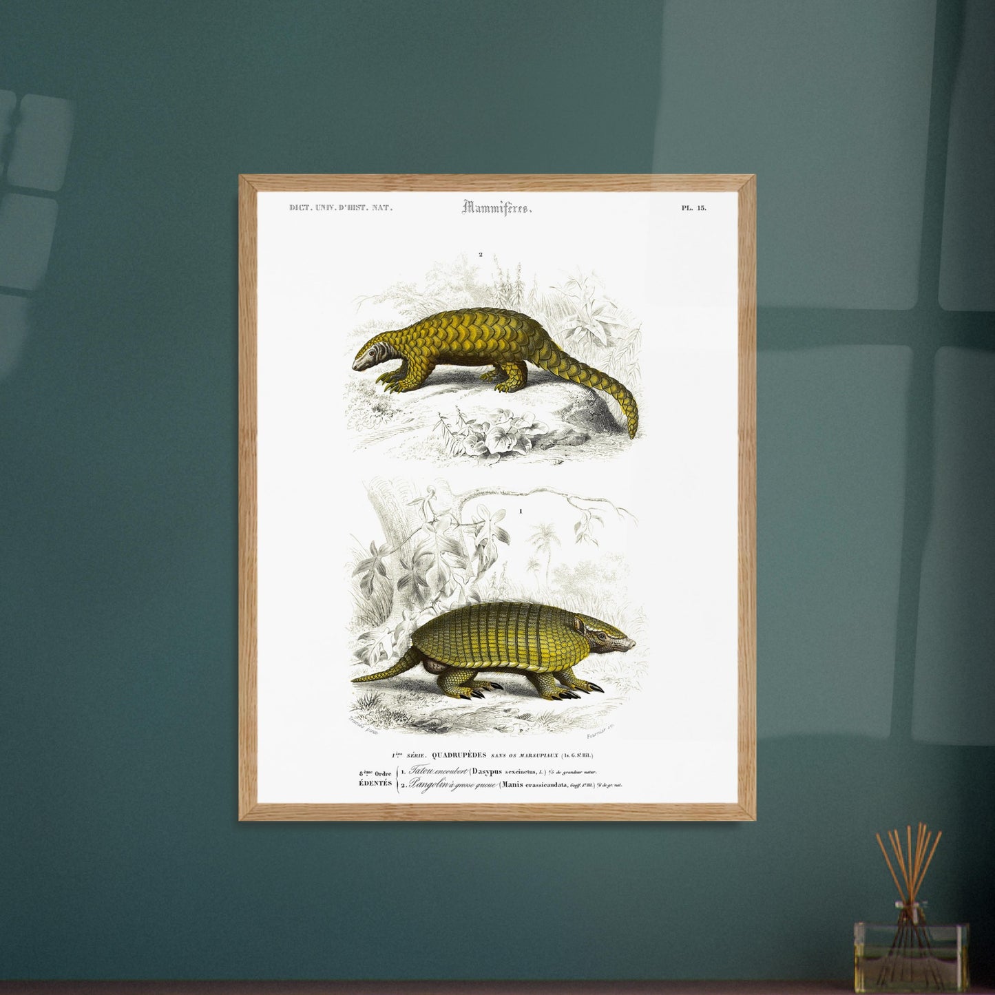 Tatou Encoubert, Pangolin à grosse queue - illustration naturaliste du Dictionnaire Universel d'Histoire Naturelle de Charles d'Orbigny - image 52902883950925