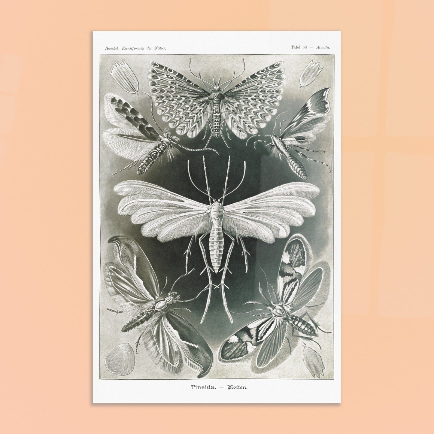 Illustration des Teignes et Lépidoptères par Ernst Haeckel. Illustration de plusieurs espèces de teignes (moths) avec leurs ailes déployées, détaillant les motifs complexes et la structure de leurs ailes. Image d'illustration 8