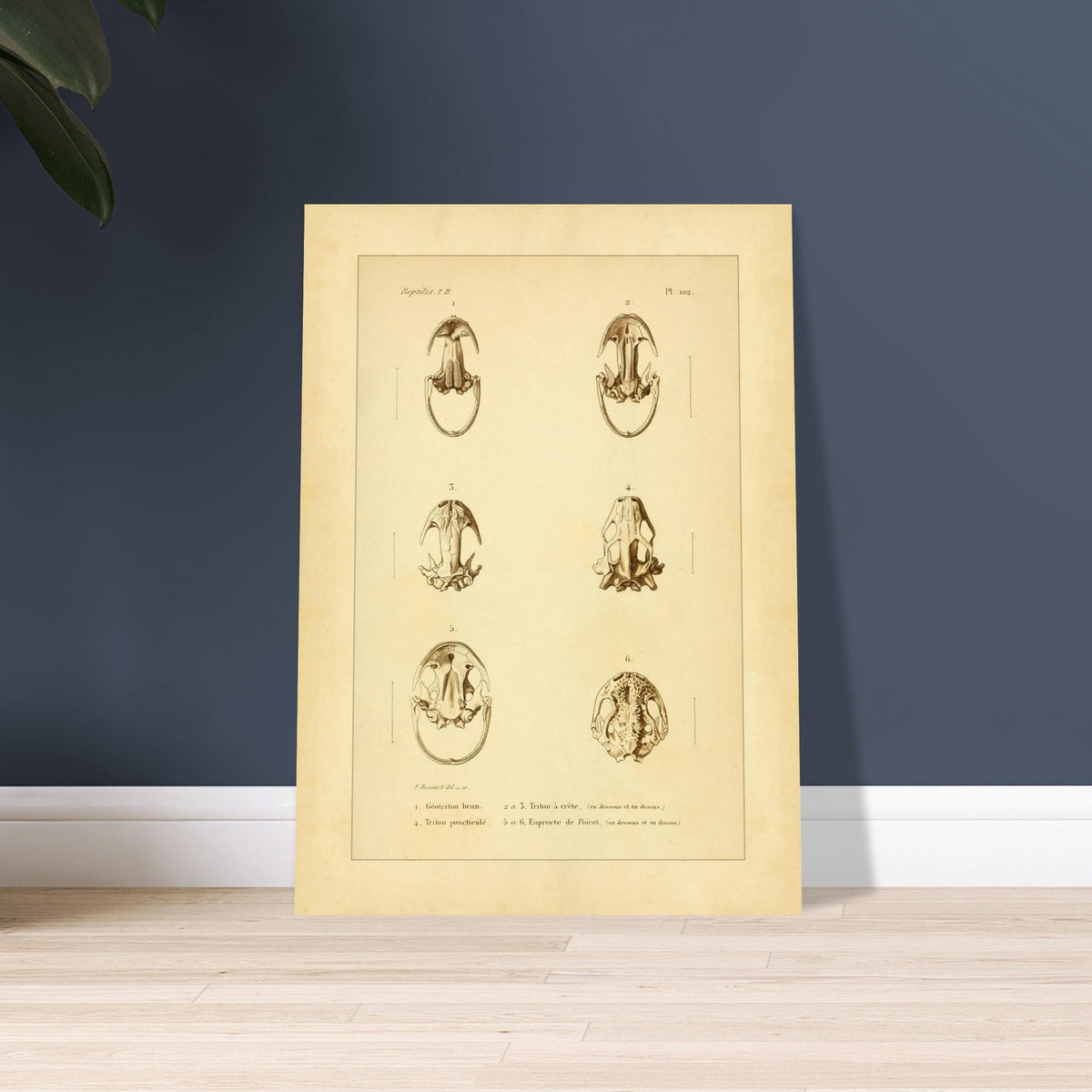 Urodelen-Amphibienköpfe: Reproduktion einer antiken anatomischen Tafel. Alte anatomische Tafel von Köpfen urodelenartiger Amphibien mit sechs nummerierten Abbildungen.