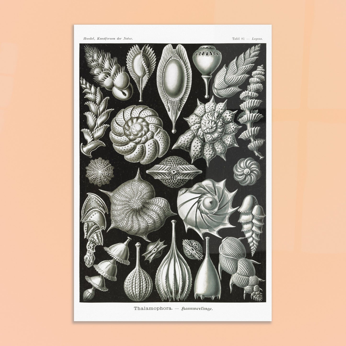 Reproduction de la planche de thalamophores (Kammerlinge) d'Ernst Haeckel. Lithographie scientifique d'Ernst Haeckel de "Kunstformen der Natur" présentant une variété de thalamophores (Kammerlinge) sur fond noir. Image d'illustration 8
