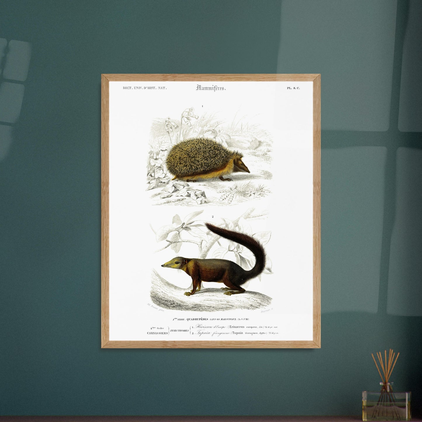 Tupaïa ferrugineux, Hérisson d’Europe - illustration naturaliste du Dictionnaire Universel d'Histoire Naturelle de Charles d'Orbigny - image 52903006437709