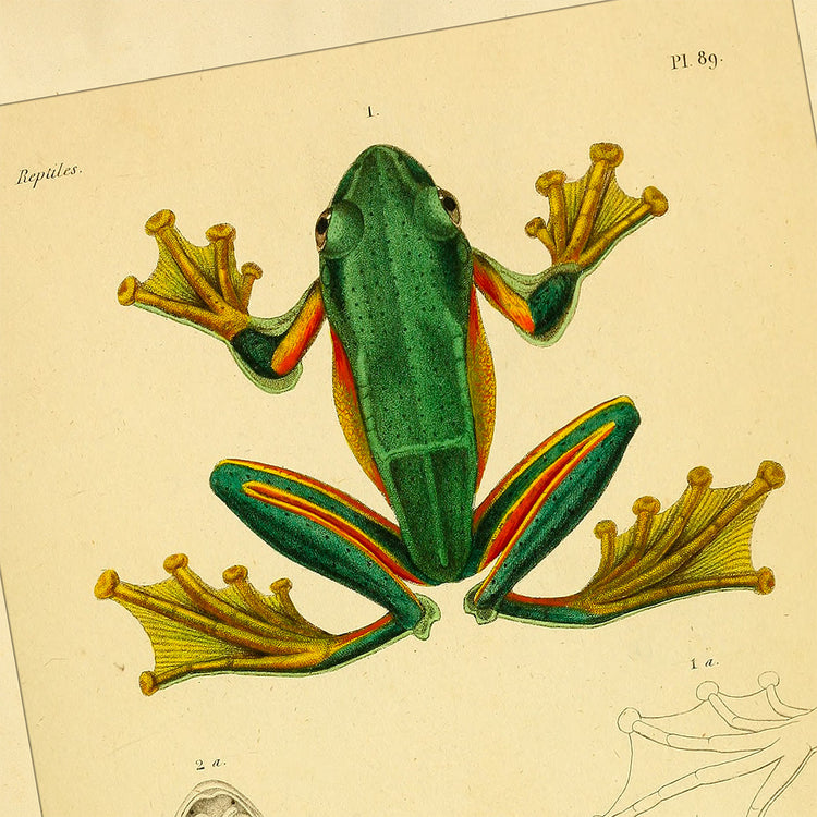 Dessin naturaliste d'une grenouille verte vue de dessus sur papier jauni, avec des pattes aux membranes orangées et noires.[1] Planche d'anatomie ancienne de l'Erpétologie générale de Duméril.