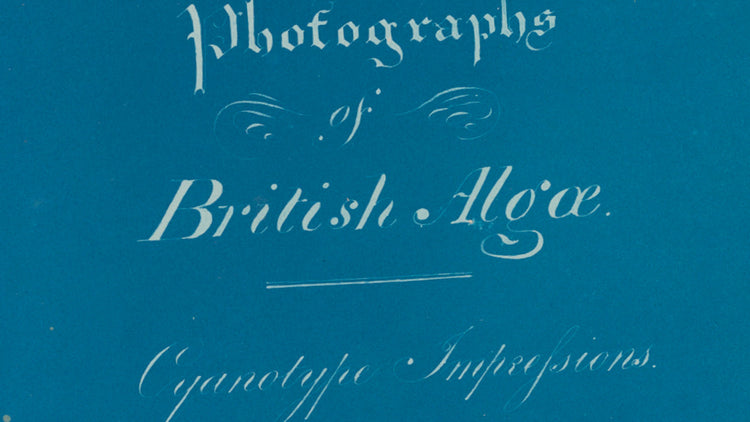 Collection Anna Atkins - Cyanotypes Historiques d'Algues et de Fougères (1843-1853)
