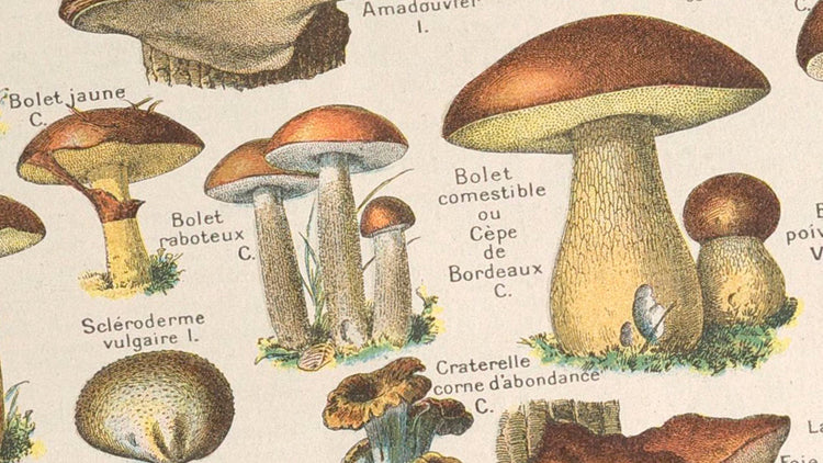 Illustrations de l’Encyclopédie Larousse (1910)