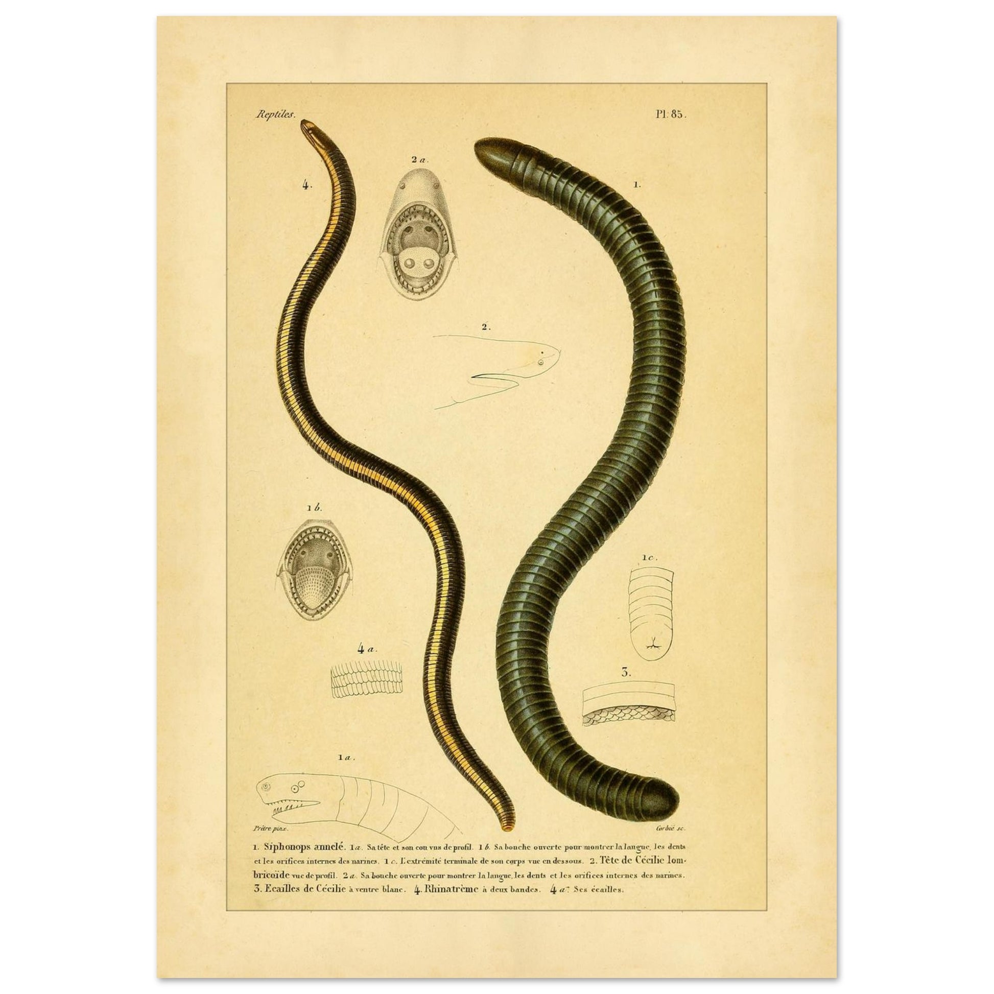 a1603dea-9d50-4415-8e46-b5acef3005bf