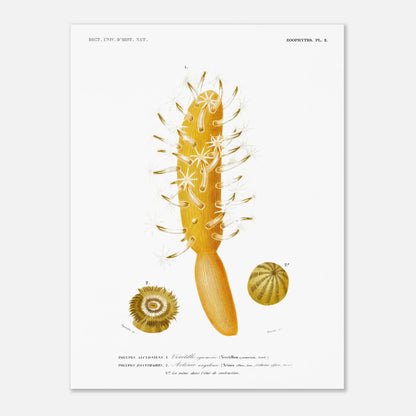 Actinie anguleuse, Vérétille cynomoire - Illustration naturaliste du Dictionnaire Universel d'Histoire Naturelle de Charles d'Orbigny - Taille 30x40 cm