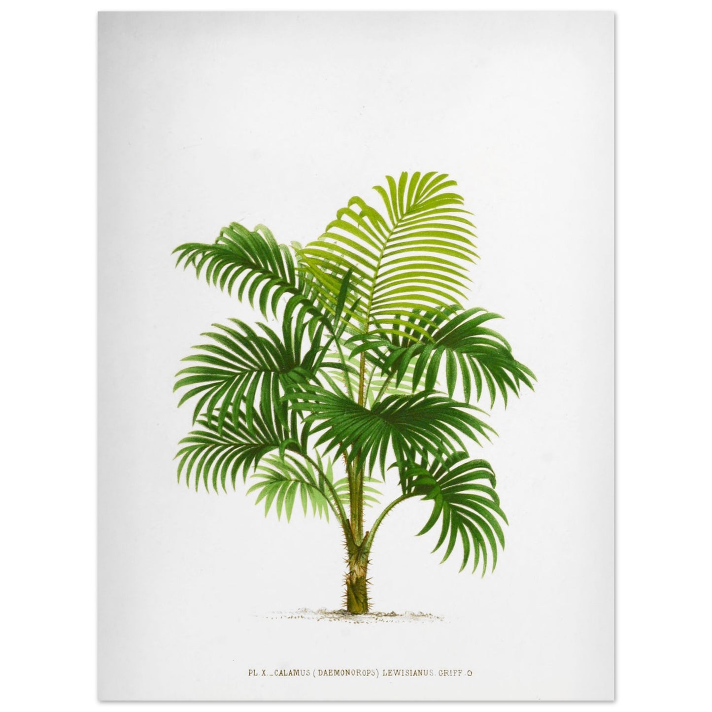 Calamus Lewisianus (Daemonorops) - Illustration Botanique Vintage du Palmier Épineux de Sumatra (30x40 cm). Planche botanique ancienne du Calamus Lewisianus, un palmier épineux de Sumatra, illustrée par De Pannemaker.