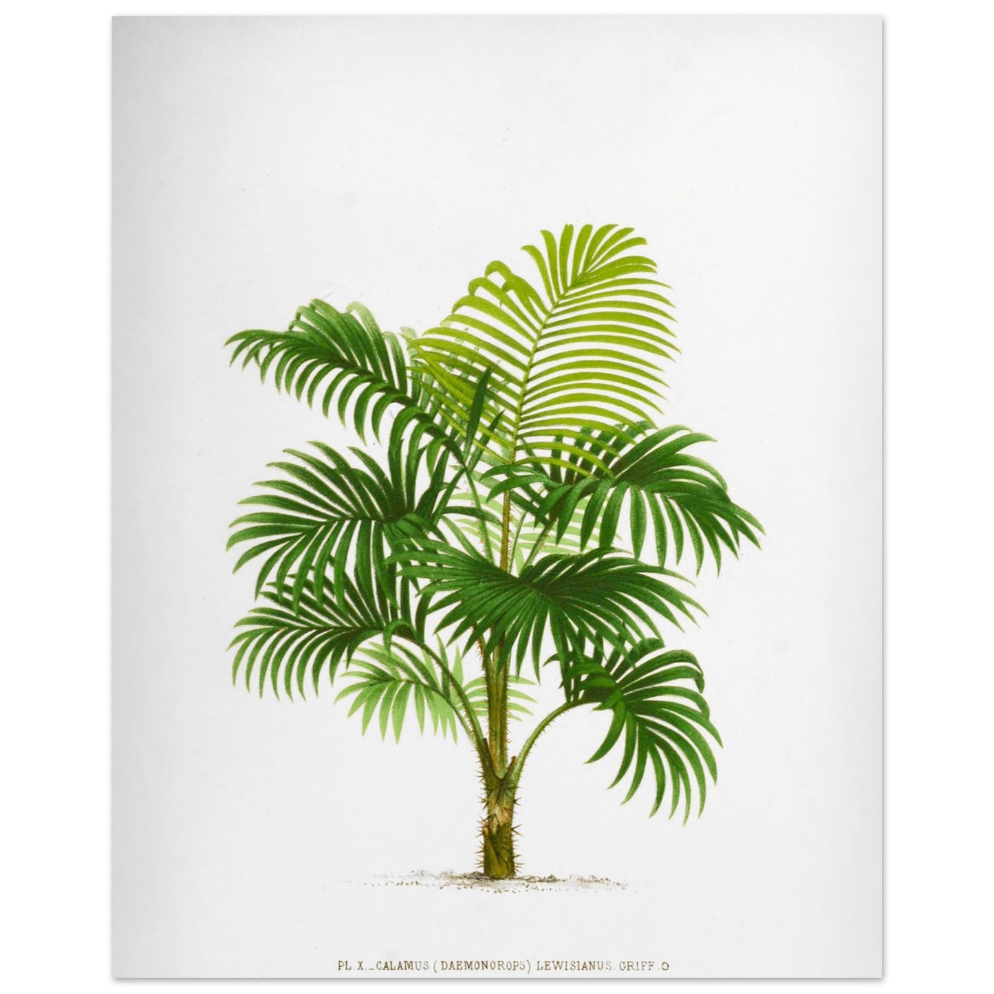 Calamus Lewisianus (Daemonorops) - Illustration Botanique Vintage du Palmier Épineux de Sumatra (40x50 cm). Planche botanique ancienne du Calamus Lewisianus, un palmier épineux de Sumatra, illustrée par De Pannemaker.