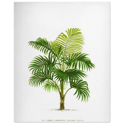 Calamus Lewisianus (Daemonorops) - Illustration Botanique Vintage du Palmier Épineux de Sumatra (40x50 cm). Planche botanique ancienne du Calamus Lewisianus, un palmier épineux de Sumatra, illustrée par De Pannemaker.