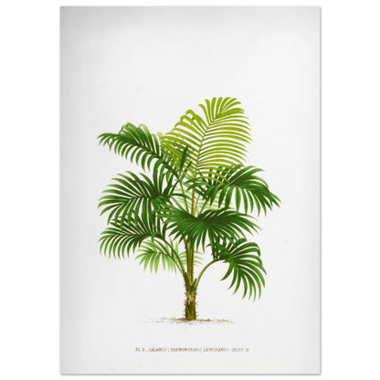 Calamus Lewisianus (Daemonorops) - Illustration Botanique Vintage du Palmier Épineux de Sumatra (42x59,4 cm (A2)). Planche botanique ancienne du Calamus Lewisianus, un palmier épineux de Sumatra, illustrée par De Pannemaker.