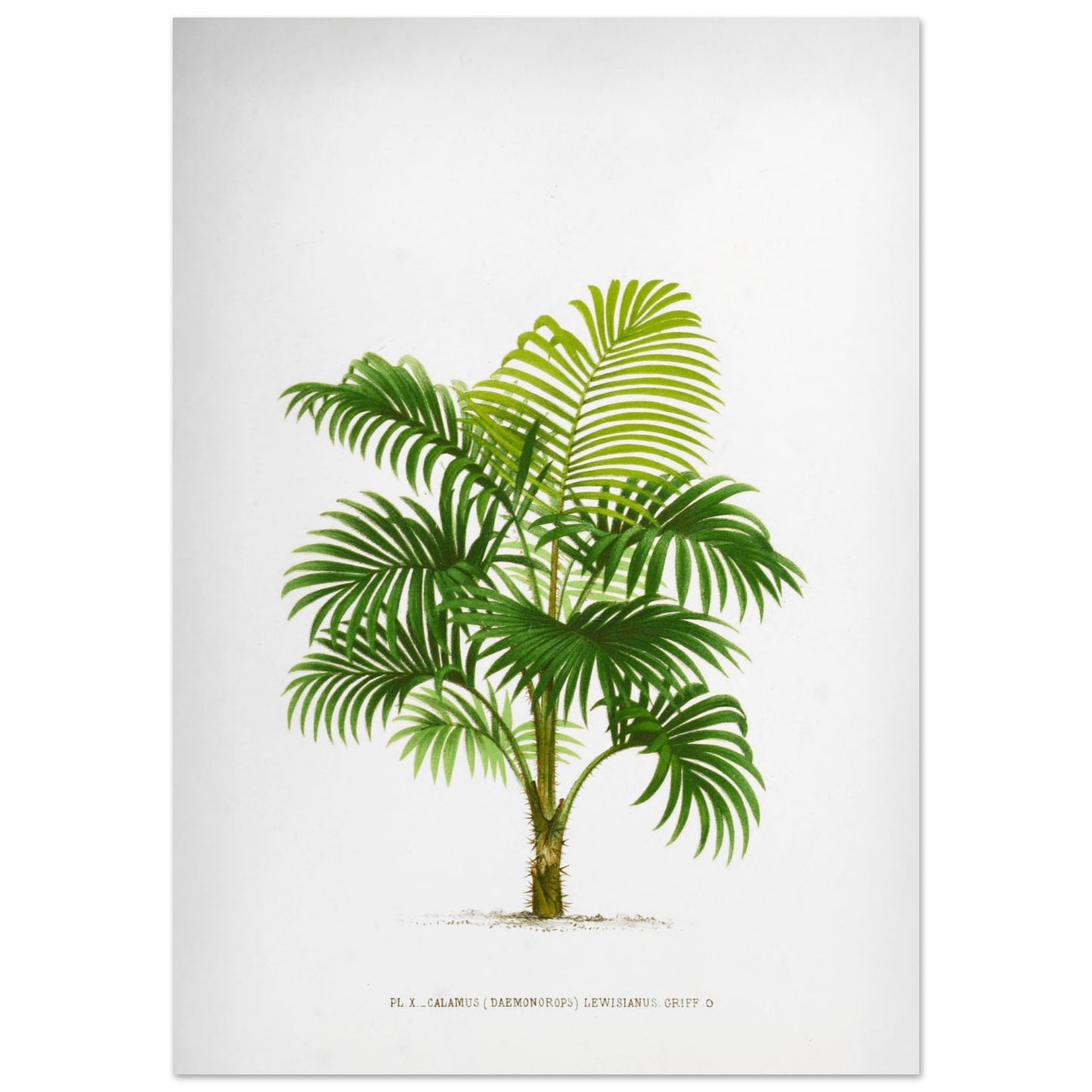 Calamus Lewisianus (Daemonorops) - Illustration Botanique Vintage du Palmier Épineux de Sumatra (59,4x84,1 cm (A1)). Planche botanique ancienne du Calamus Lewisianus, un palmier épineux de Sumatra, illustrée par De Pannemaker.