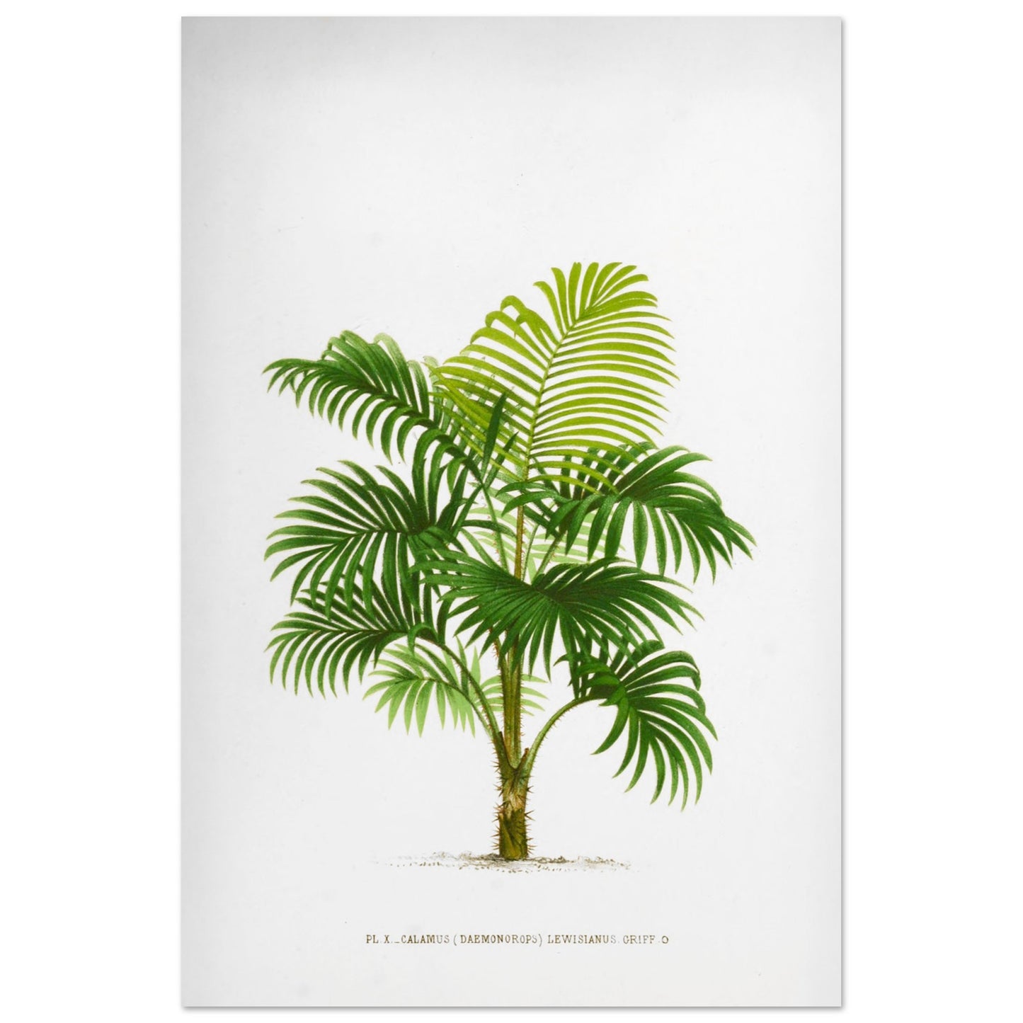 Calamus Lewisianus (Daemonorops) - Illustration Botanique Vintage du Palmier Épineux de Sumatra (60x90 cm). Planche botanique ancienne du Calamus Lewisianus, un palmier épineux de Sumatra, illustrée par De Pannemaker.