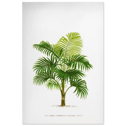 Calamus Lewisianus (Daemonorops) - Illustration Botanique Vintage du Palmier Épineux de Sumatra (60x90 cm). Planche botanique ancienne du Calamus Lewisianus, un palmier épineux de Sumatra, illustrée par De Pannemaker.