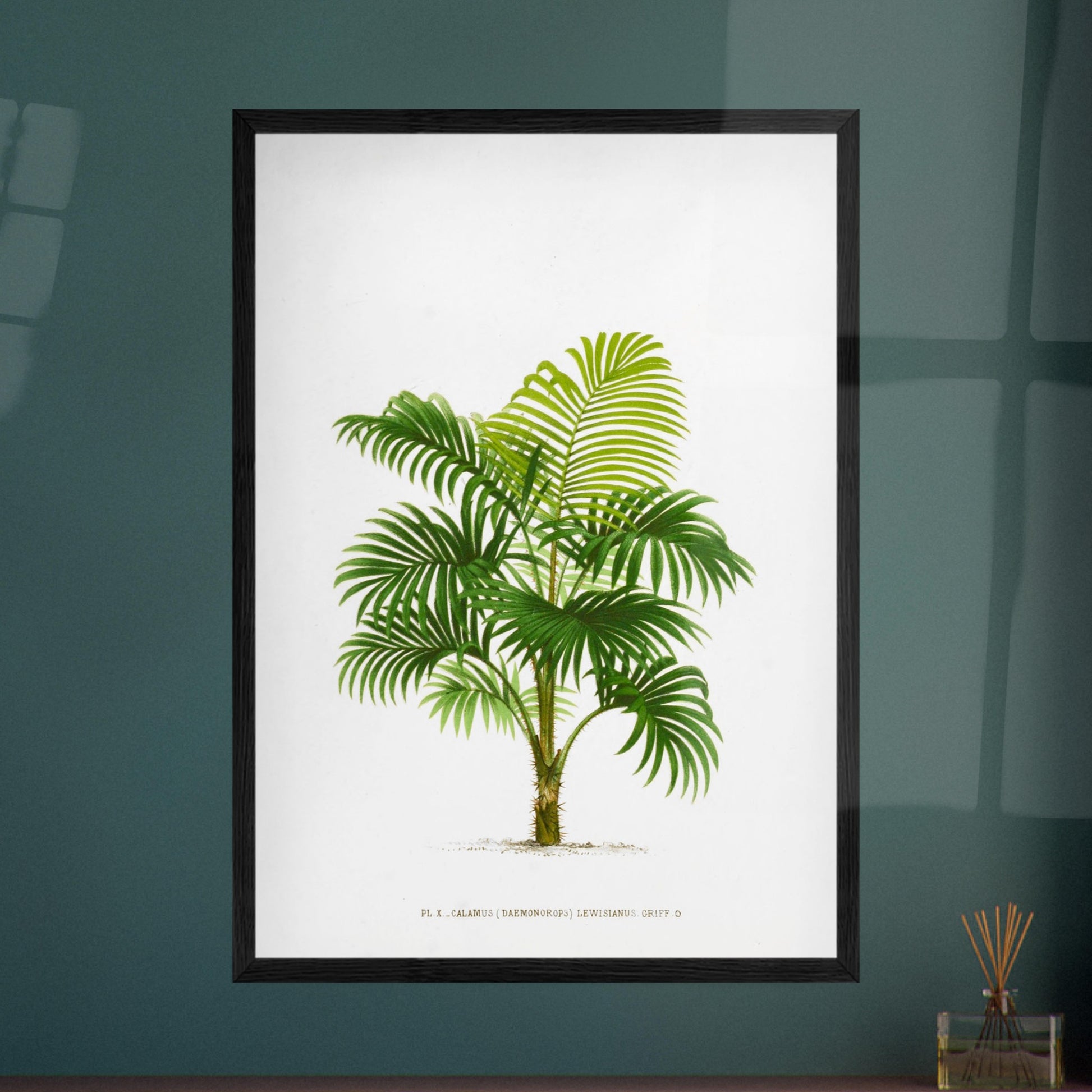 Calamus Lewisianus (Daemonorops) - Illustration Botanique Vintage du Palmier Épineux de Sumatra. Planche botanique ancienne du Calamus Lewisianus, un palmier épineux de Sumatra, illustrée par De Pannemaker. Image d'illustration 8