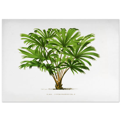 Illustration botanique du palmier Livistona Hoogendorpii (29,7x42 cm (A3)). Illustration botanique ancienne de la plante Livistona Hoogendorpii, avec ses feuilles vertes en éventail disposées autour d'un tronc brun. La plante est posée sur un sol stylisé, sur fond blanc, avec une légende en dessous.