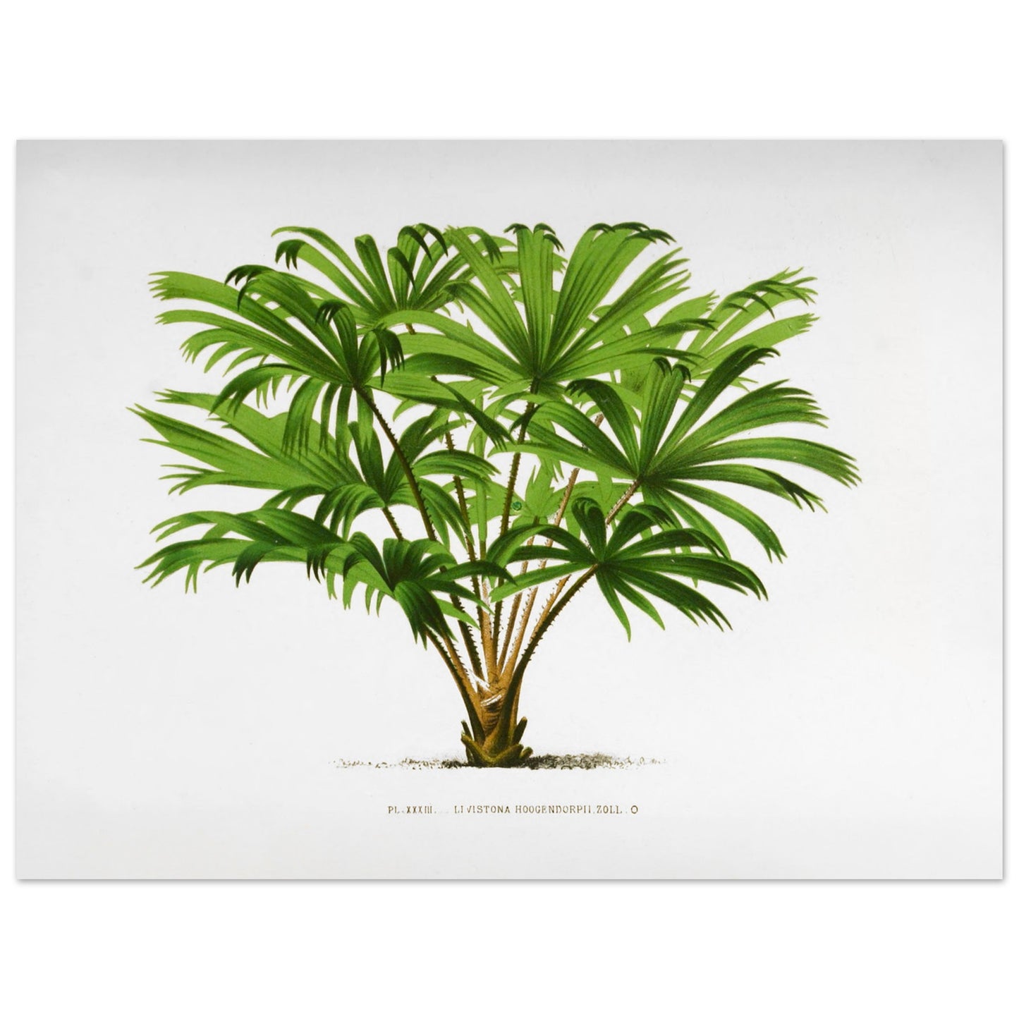 Illustration botanique du palmier Livistona Hoogendorpii (30x40 cm). Illustration botanique ancienne de la plante Livistona Hoogendorpii, avec ses feuilles vertes en éventail disposées autour d'un tronc brun. La plante est posée sur un sol stylisé, sur fond blanc, avec une légende en dessous.