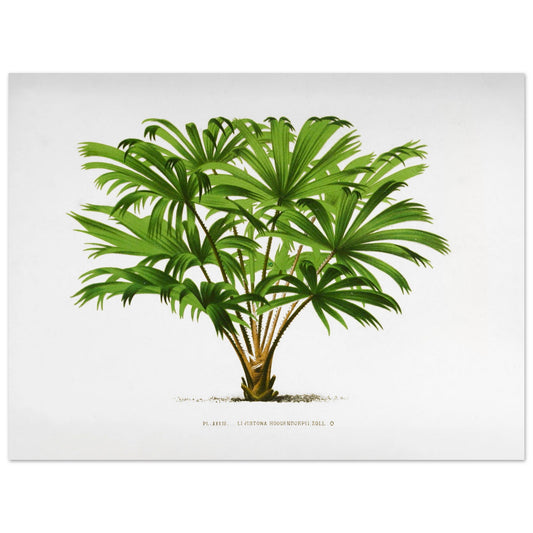 Illustration botanique du palmier Livistona Hoogendorpii (30x40 cm). Illustration botanique ancienne de la plante Livistona Hoogendorpii, avec ses feuilles vertes en éventail disposées autour d'un tronc brun. La plante est posée sur un sol stylisé, sur fond blanc, avec une légende en dessous.