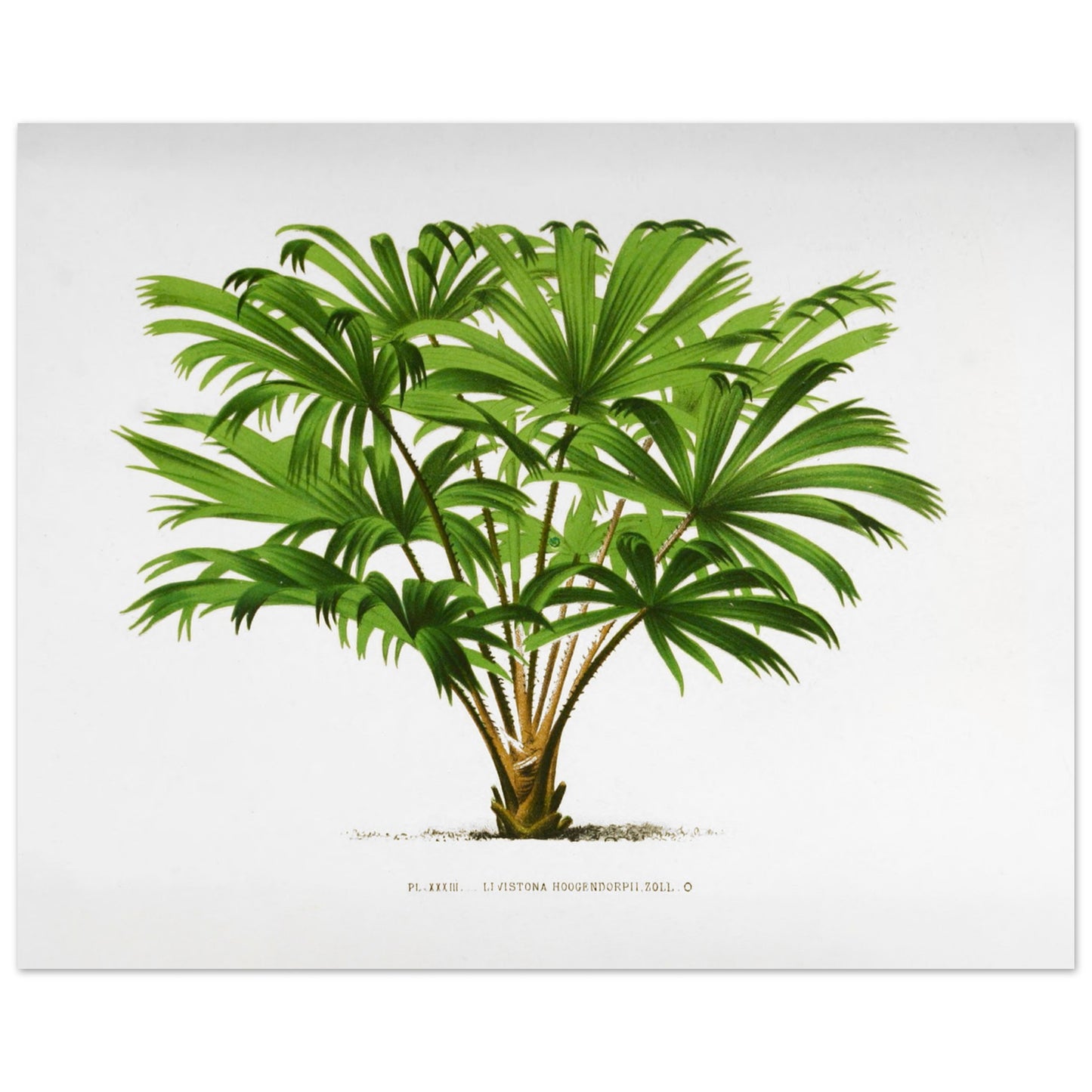 Illustration botanique du palmier Livistona Hoogendorpii (40x50 cm). Illustration botanique ancienne de la plante Livistona Hoogendorpii, avec ses feuilles vertes en éventail disposées autour d'un tronc brun. La plante est posée sur un sol stylisé, sur fond blanc, avec une légende en dessous.
