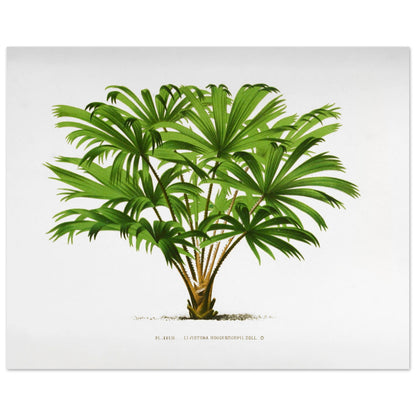 Illustration botanique du palmier Livistona Hoogendorpii (40x50 cm). Illustration botanique ancienne de la plante Livistona Hoogendorpii, avec ses feuilles vertes en éventail disposées autour d'un tronc brun. La plante est posée sur un sol stylisé, sur fond blanc, avec une légende en dessous.
