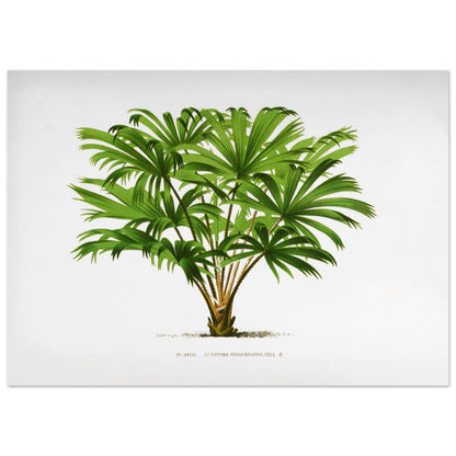 Illustration botanique du palmier Livistona Hoogendorpii (50x70 cm). Illustration botanique ancienne de la plante Livistona Hoogendorpii, avec ses feuilles vertes en éventail disposées autour d'un tronc brun. La plante est posée sur un sol stylisé, sur fond blanc, avec une légende en dessous.