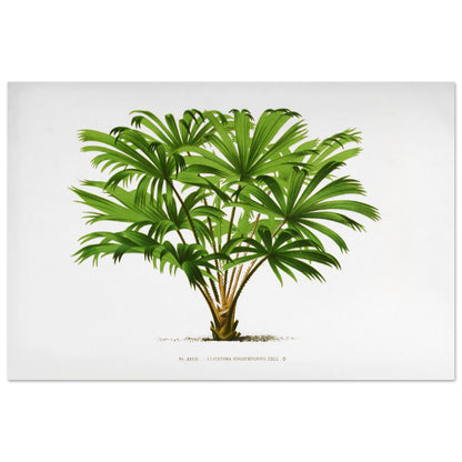 Illustration botanique du palmier Livistona Hoogendorpii (60x90 cm). Illustration botanique ancienne de la plante Livistona Hoogendorpii, avec ses feuilles vertes en éventail disposées autour d'un tronc brun. La plante est posée sur un sol stylisé, sur fond blanc, avec une légende en dessous.