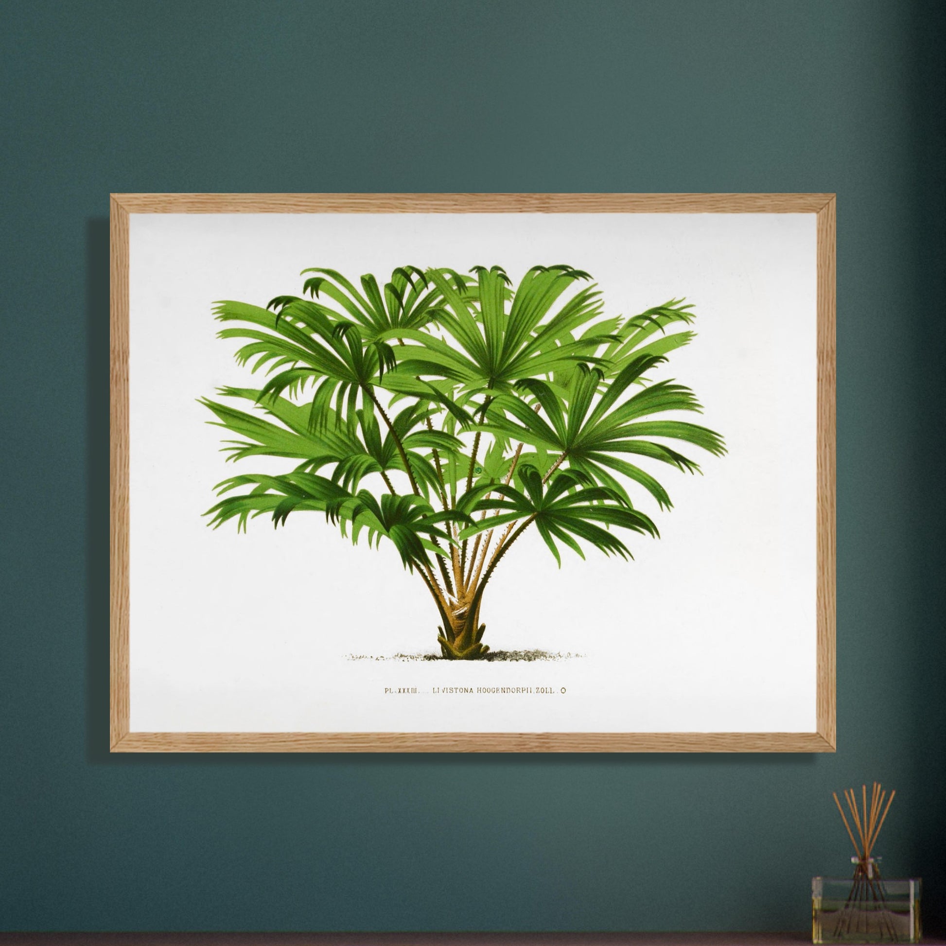 Illustration botanique du palmier Livistona Hoogendorpii. Illustration botanique ancienne de la plante Livistona Hoogendorpii, avec ses feuilles vertes en éventail disposées autour d'un tronc brun. La plante est posée sur un sol stylisé, sur fond blanc, avec une légende en dessous. Image d'illustration 8