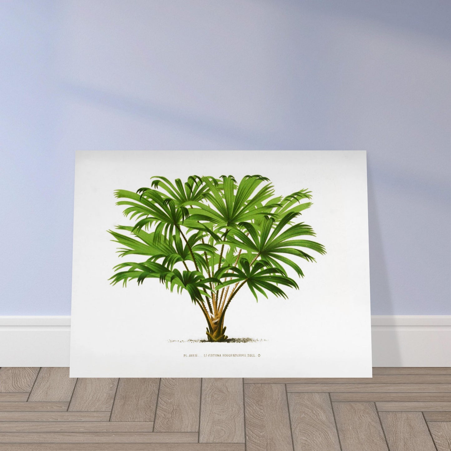 Illustration botanique du palmier Livistona Hoogendorpii. Illustration botanique ancienne de la plante Livistona Hoogendorpii, avec ses feuilles vertes en éventail disposées autour d'un tronc brun. La plante est posée sur un sol stylisé, sur fond blanc, avec une légende en dessous. Image d'illustration 9