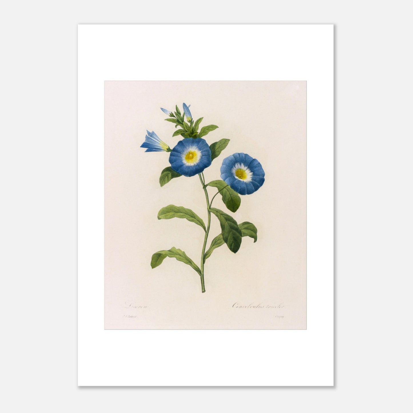 Planche botanique ancienne Liseron bleu et blanc par P.J. Redouté (21x29,7 cm (A4)). Planche botanique d'un Liseron bleu et blanc par Pierre-Joseph Redouté, avec deux fleurs ouvertes aux pétales bleus et au centre jaune, et plusieurs boutons et feuilles vertes.