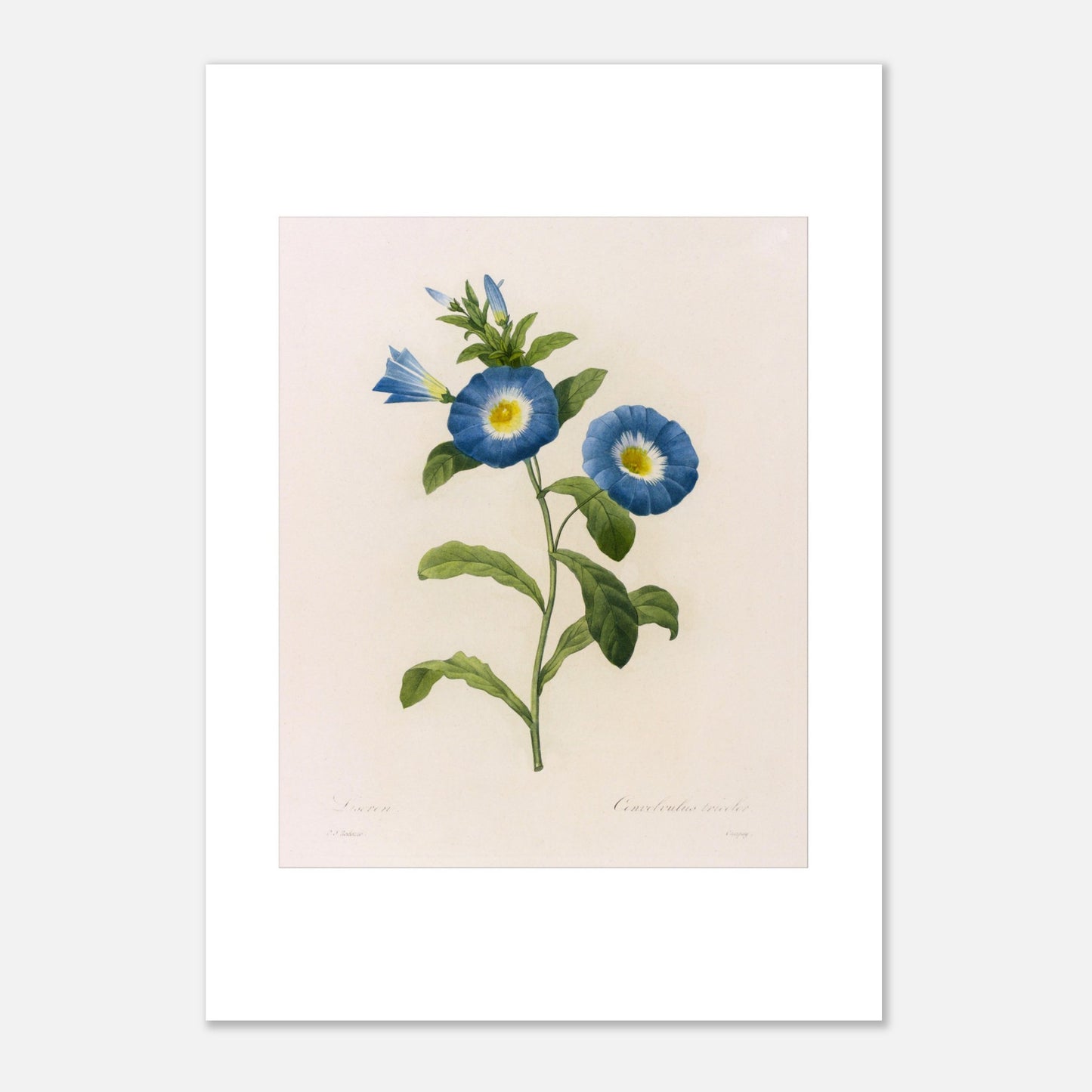 Planche botanique ancienne Liseron bleu et blanc par P.J. Redouté (29,7x42 cm (A3)). Planche botanique d'un Liseron bleu et blanc par Pierre-Joseph Redouté, avec deux fleurs ouvertes aux pétales bleus et au centre jaune, et plusieurs boutons et feuilles vertes.