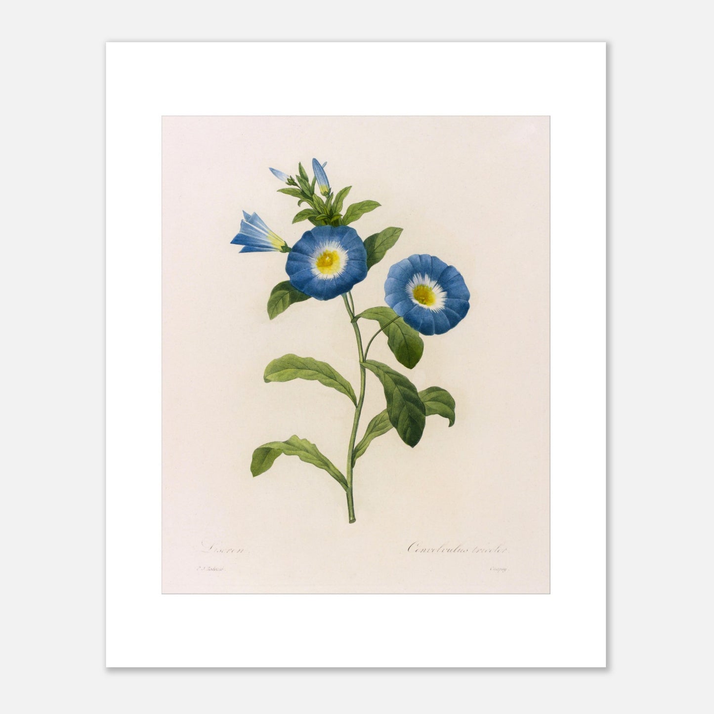 Planche botanique ancienne Liseron bleu et blanc par P.J. Redouté (40x50 cm). Planche botanique d'un Liseron bleu et blanc par Pierre-Joseph Redouté, avec deux fleurs ouvertes aux pétales bleus et au centre jaune, et plusieurs boutons et feuilles vertes.