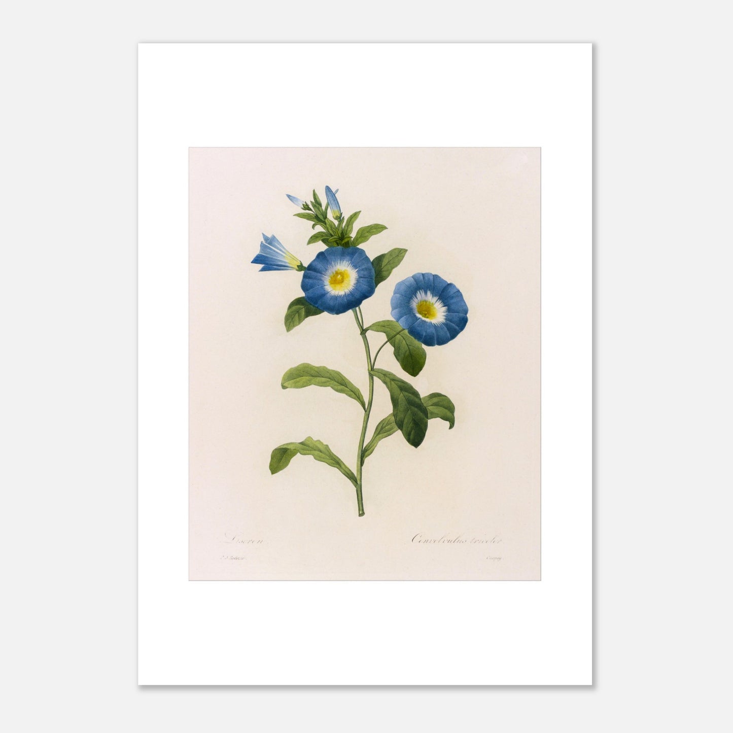 Planche botanique ancienne Liseron bleu et blanc par P.J. Redouté (42x59,4 cm (A2)). Planche botanique d'un Liseron bleu et blanc par Pierre-Joseph Redouté, avec deux fleurs ouvertes aux pétales bleus et au centre jaune, et plusieurs boutons et feuilles vertes.
