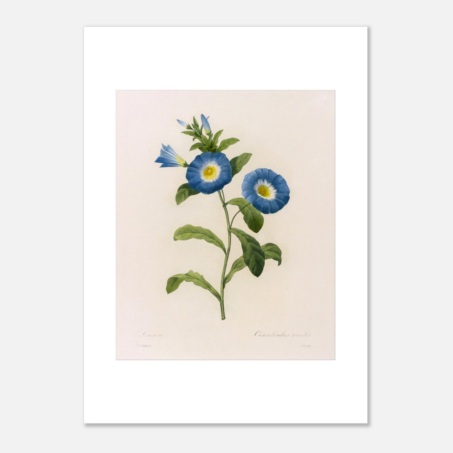 Planche botanique ancienne Liseron bleu et blanc par P.J. Redouté (50x70 cm). Planche botanique d'un Liseron bleu et blanc par Pierre-Joseph Redouté, avec deux fleurs ouvertes aux pétales bleus et au centre jaune, et plusieurs boutons et feuilles vertes.
