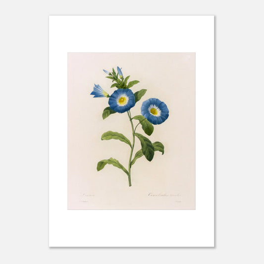 Planche botanique ancienne Liseron bleu et blanc par P.J. Redouté (50x70 cm). Planche botanique d'un Liseron bleu et blanc par Pierre-Joseph Redouté, avec deux fleurs ouvertes aux pétales bleus et au centre jaune, et plusieurs boutons et feuilles vertes.