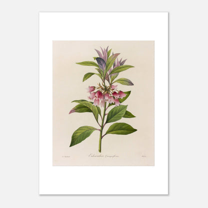Affiche botanique Enkianthus Quinqueflorus par Pierre-Joseph Redouté (21x29,7 cm (A4)). Planche botanique de Pierre-Joseph Redouté représentant une plante avec des fleurs roses en forme de clochettes et des feuilles vertes, sur fond crème.
