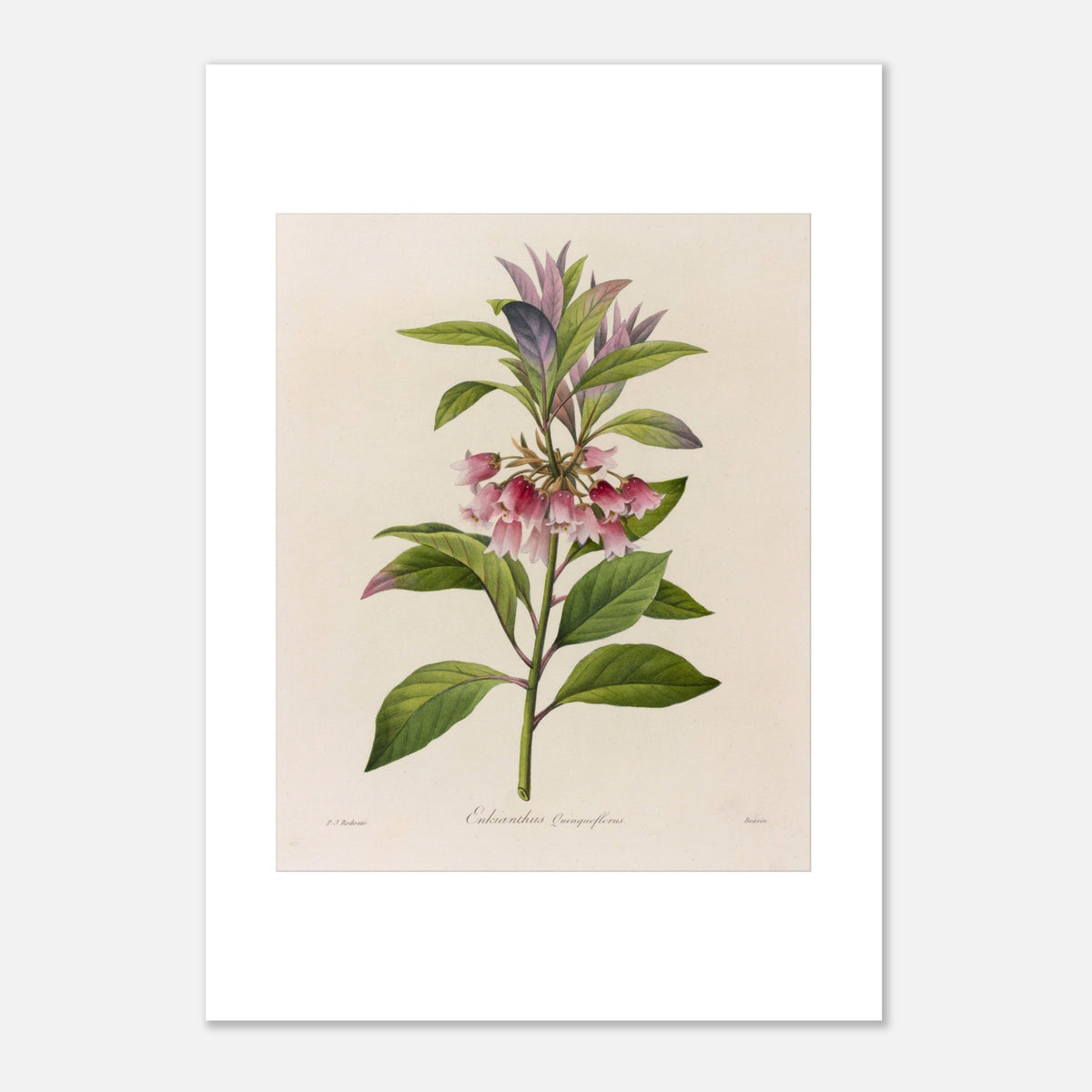 Stampa botanica Enkianthus Quinqueflorus di Pierre-Joseph Redouté (21x29,7 cm (A4)). Tavola botanica di Pierre-Joseph Redouté raffigurante una pianta con fiori rosa a forma di campanula e foglie verdi, su sfondo crema.