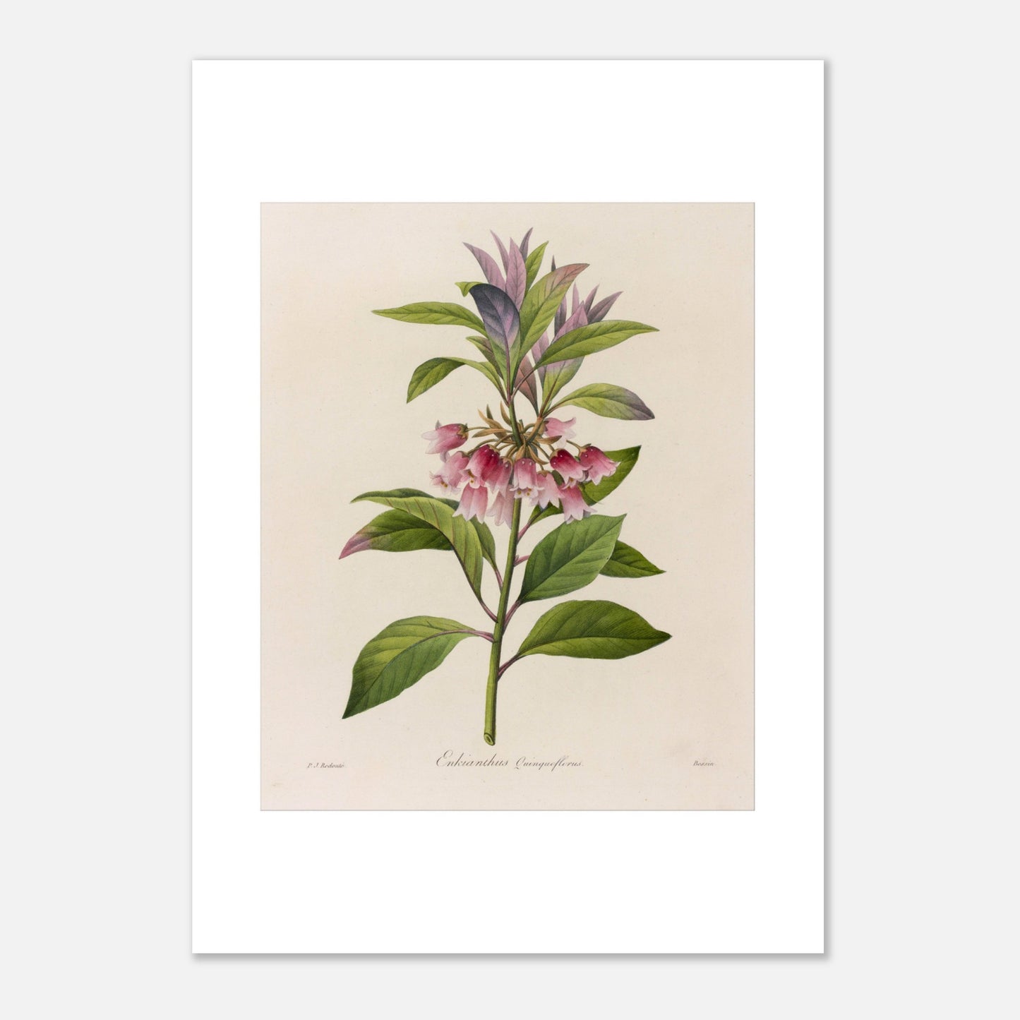 Affiche botanique Enkianthus Quinqueflorus par Pierre-Joseph Redouté (29,7x42 cm (A3)). Planche botanique de Pierre-Joseph Redouté représentant une plante avec des fleurs roses en forme de clochettes et des feuilles vertes, sur fond crème.