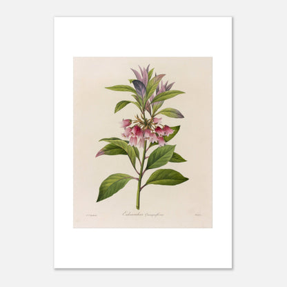 Affiche botanique Enkianthus Quinqueflorus par Pierre-Joseph Redouté (29,7x42 cm (A3)). Planche botanique de Pierre-Joseph Redouté représentant une plante avec des fleurs roses en forme de clochettes et des feuilles vertes, sur fond crème.