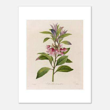 Affiche botanique Enkianthus Quinqueflorus par Pierre-Joseph Redouté (30x40 cm). Planche botanique de Pierre-Joseph Redouté représentant une plante avec des fleurs roses en forme de clochettes et des feuilles vertes, sur fond crème.