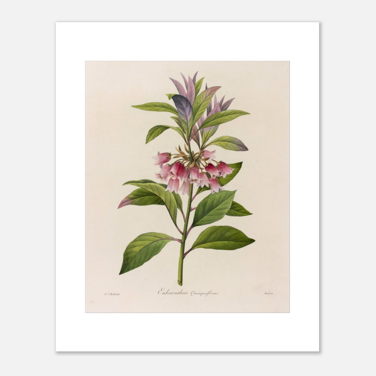 Affiche botanique Enkianthus Quinqueflorus par Pierre-Joseph Redouté (40x50 cm). Planche botanique de Pierre-Joseph Redouté représentant une plante avec des fleurs roses en forme de clochettes et des feuilles vertes, sur fond crème.