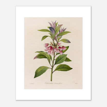 Affiche botanique Enkianthus Quinqueflorus par Pierre-Joseph Redouté (40x50 cm). Planche botanique de Pierre-Joseph Redouté représentant une plante avec des fleurs roses en forme de clochettes et des feuilles vertes, sur fond crème.