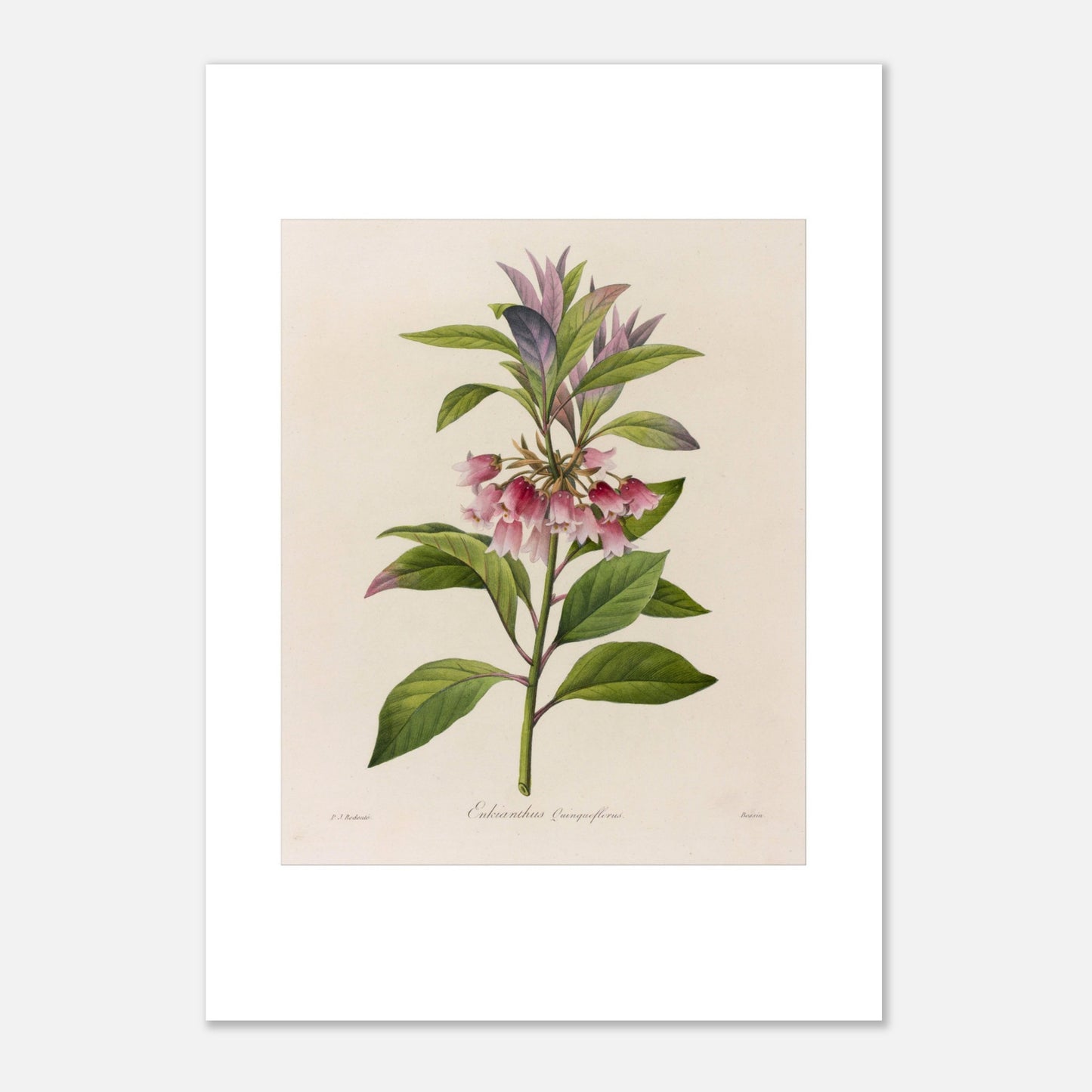 Affiche botanique Enkianthus Quinqueflorus par Pierre-Joseph Redouté (42x59,4 cm (A2)). Planche botanique de Pierre-Joseph Redouté représentant une plante avec des fleurs roses en forme de clochettes et des feuilles vertes, sur fond crème.