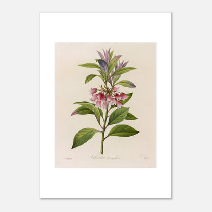 Affiche botanique Enkianthus Quinqueflorus par Pierre-Joseph Redouté (42x59,4 cm (A2)). Planche botanique de Pierre-Joseph Redouté représentant une plante avec des fleurs roses en forme de clochettes et des feuilles vertes, sur fond crème.