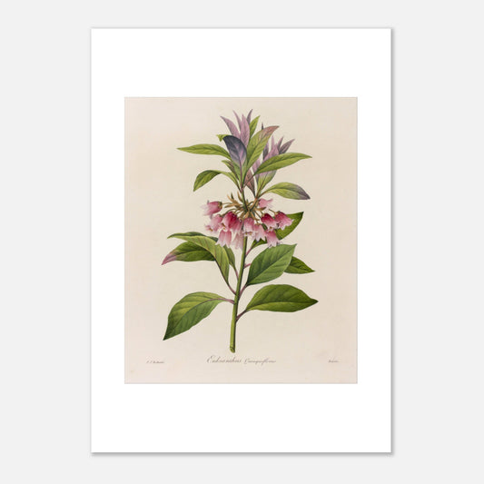 Affiche botanique Enkianthus Quinqueflorus par Pierre-Joseph Redouté (42x59,4 cm (A2)). Planche botanique de Pierre-Joseph Redouté représentant une plante avec des fleurs roses en forme de clochettes et des feuilles vertes, sur fond crème.